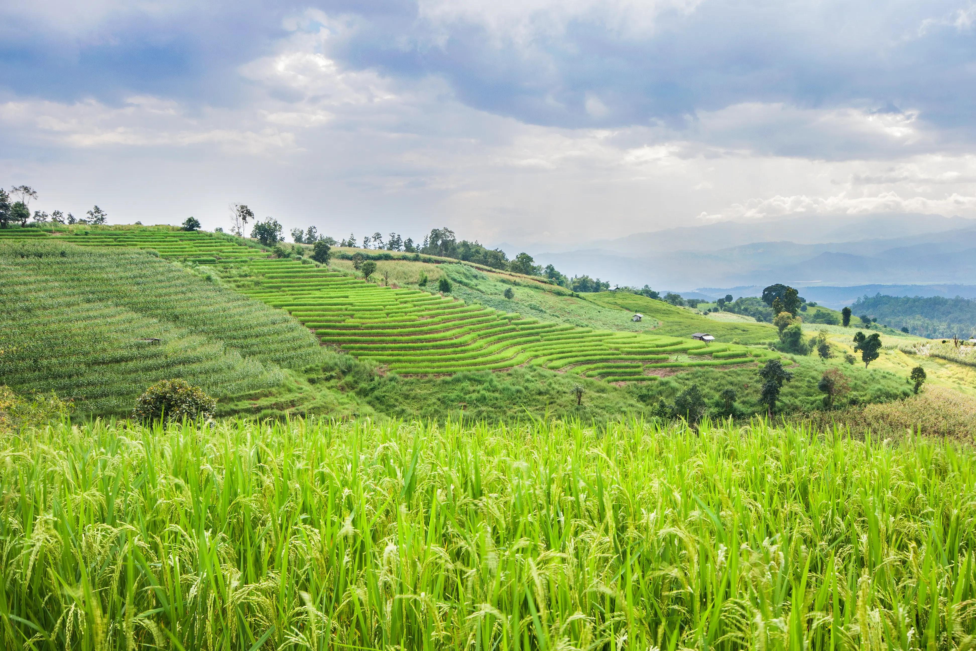 Agricultural landscape with modern financial overlay